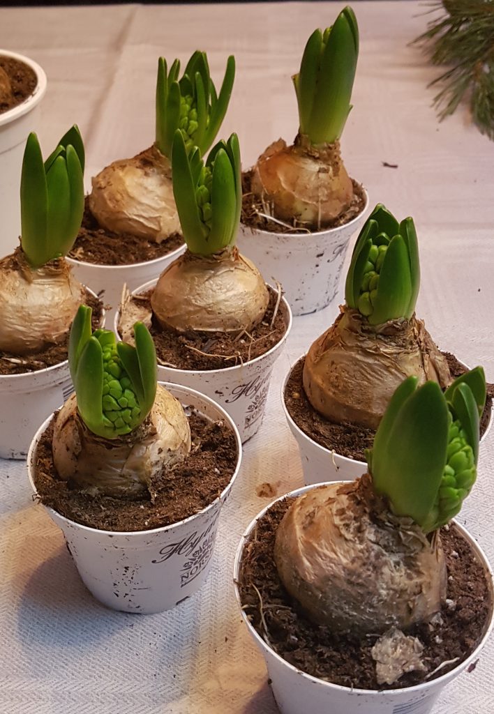 Hvordan få Svibel og Amaryllis i blomst til jul? SkarpiHagen